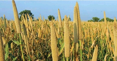 Impact de la crise russo-ukrainienne sur la production agricole dans la région de la CEDEAO : Le risque de crise alimentaire pèse sur les pays dépendants en engrais