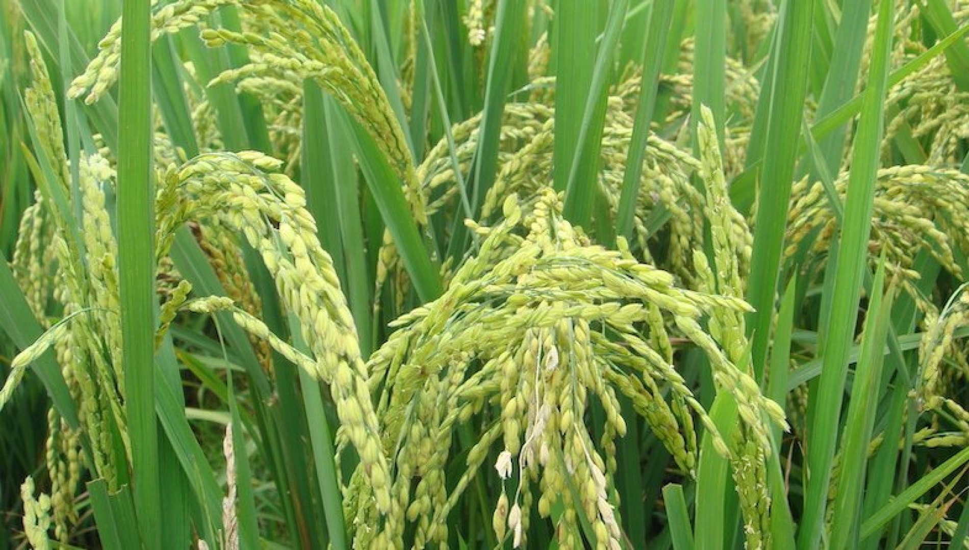 Développement agricole au Niger : le RINI dynamise la filière rizicole