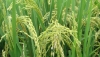 Développement agricole au Niger : le RINI dynamise la filière rizicole